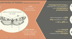 Rodzaje motyli pożarów i jak sobie z nimi radzić